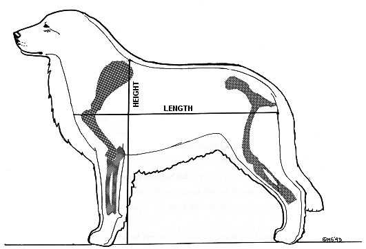 Как измерить рост собаки: 7 шагов (с иллюстрациями)