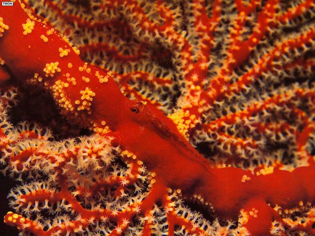 Коралловая змея: как выглядит, где встречается, как ухаживать в домашних условиях