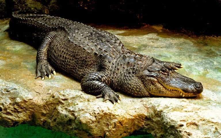 Чем крокодил отличается от аллигатора, как они выглядят - фото