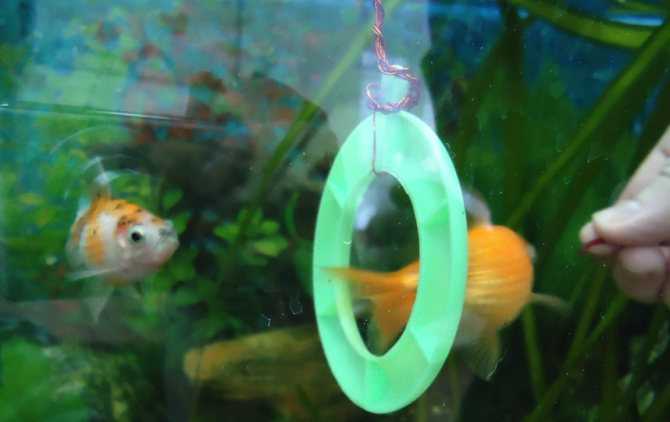 Бойцовая рыбка петушок в вашем аквариуме