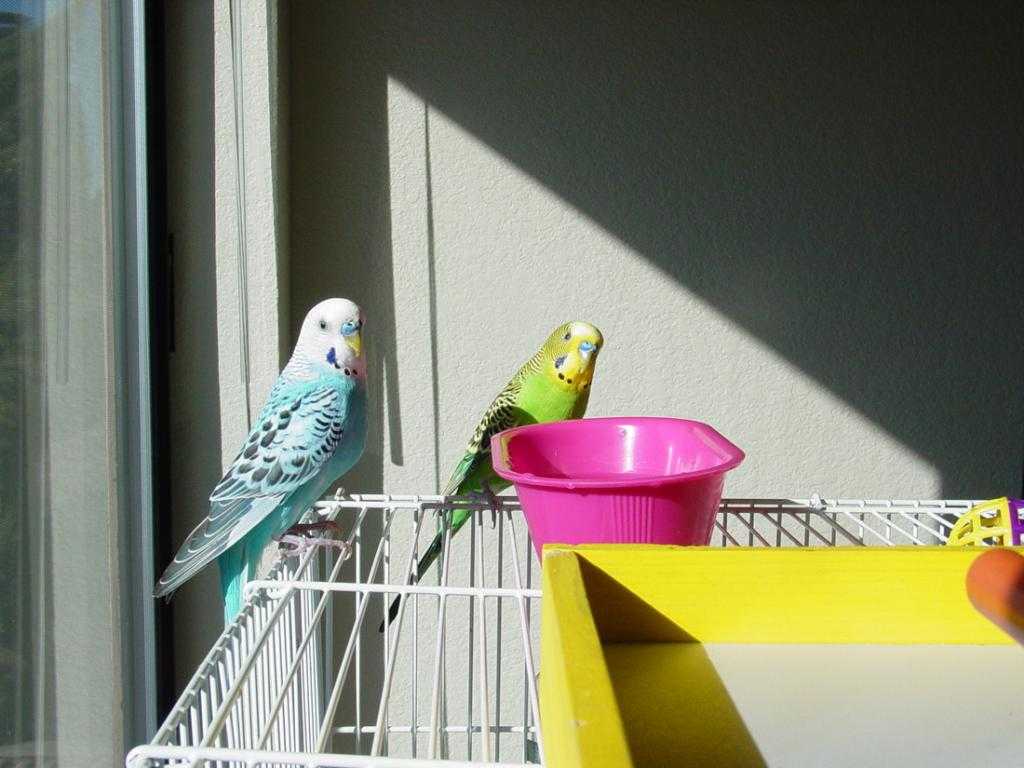 Как развлечь попугая когда он дома один