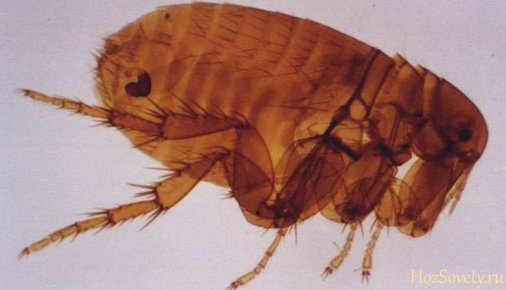 Лучшие ловушки от тараканов: клеевые, электронные и инсектицидные