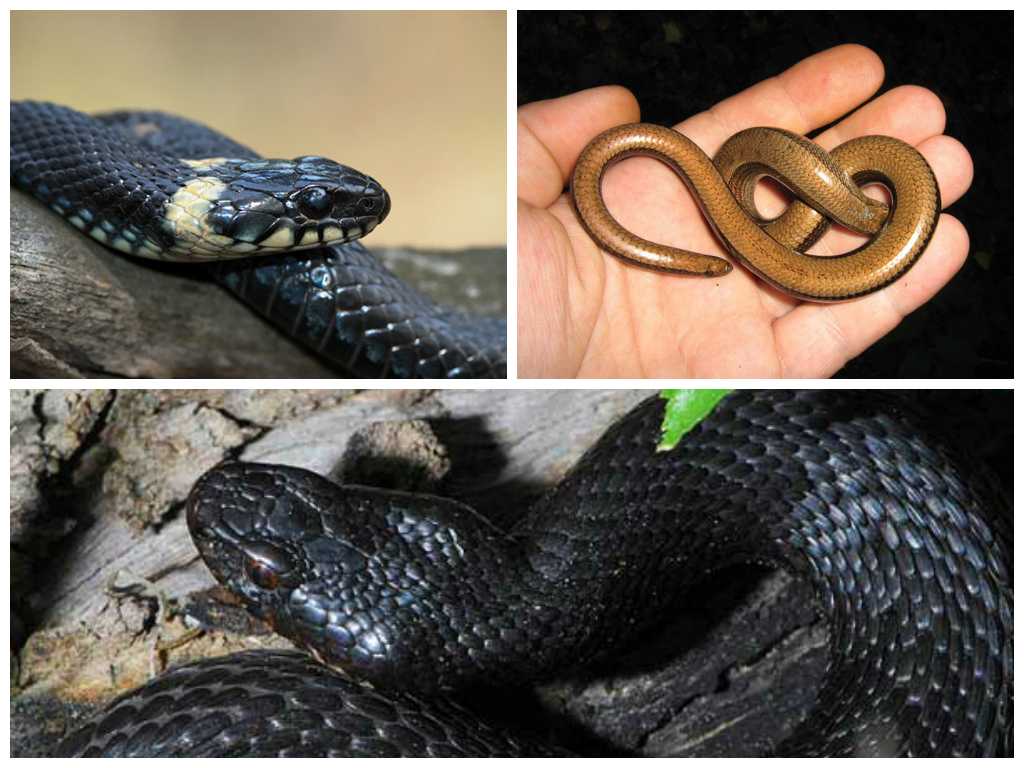 Как отличить ужа от ядовитых змей, главные особенности и отличия | огородники
