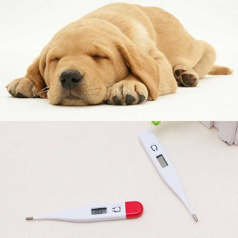 Какая нормальная температура у собаки?