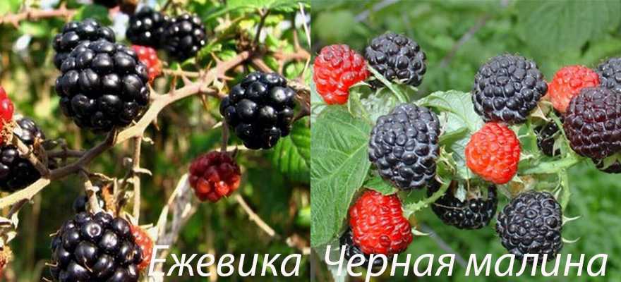 Черная малина и ежевика отличие и сходство, в чем разница ягод и кустов