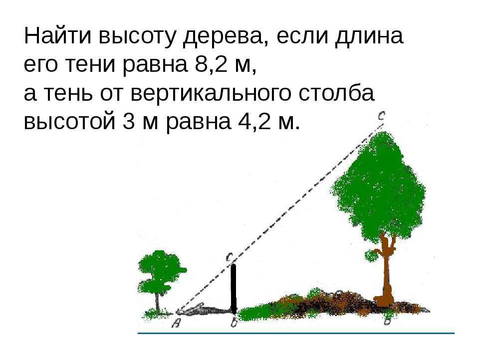 Способ определения высоты дерева и предмета по тени, шесту, луже