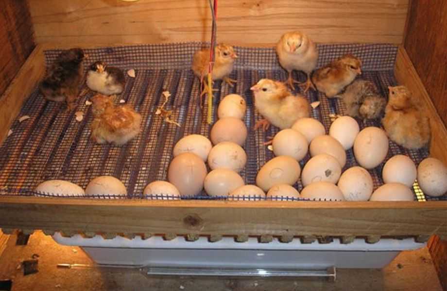 Как сделать простой инкубатор для цыплят в домашних условиях
