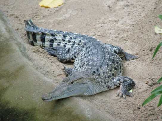 Чем отличается кайман от крокодила: особенности и отличия. разница между крокодилом и аллигатором