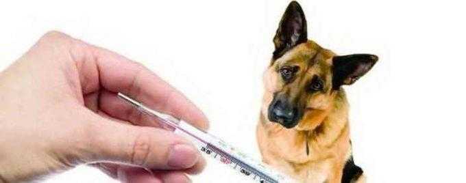Как измерить температуру у собаки и какая она должна быть