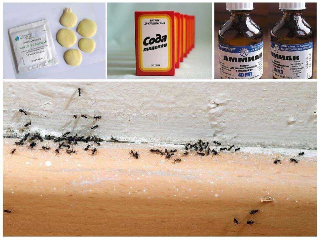 Как избавиться от муравьёв в квартире: только проверенные способы