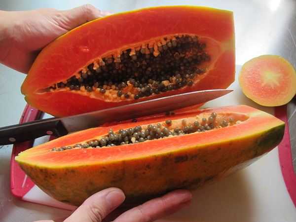 Папайя: выращивание фрукта и уход в домашних условиях