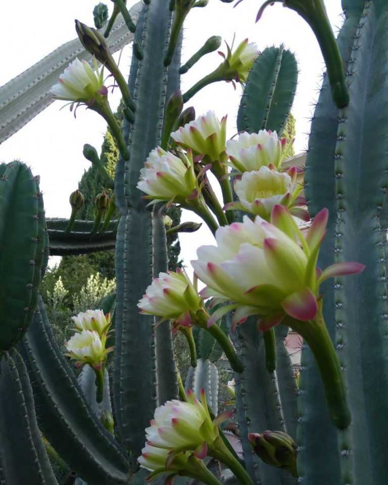 Опунция - цветение и правила выращивания кактуса в комнатных условиях