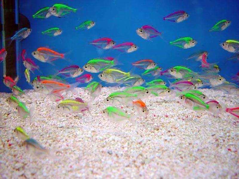Разведение аквариумных рыб: подготовка, создание условий, уход за молодью