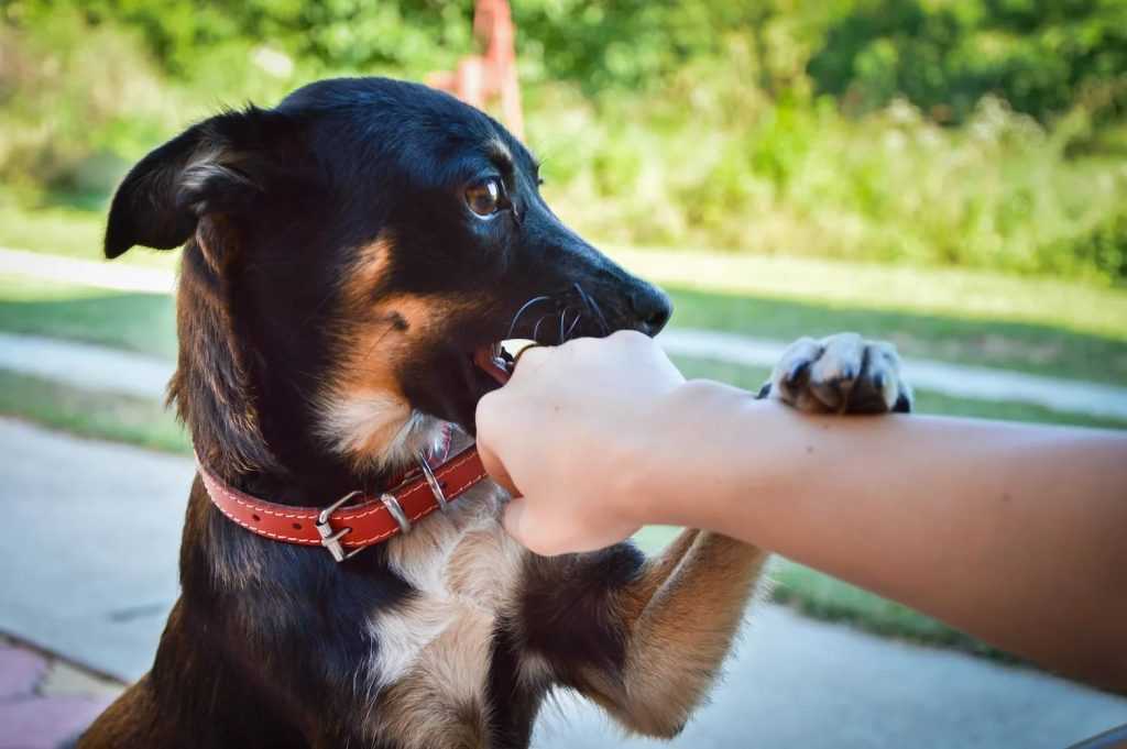 Как отучить щенка кусаться: советы опытных собаководов