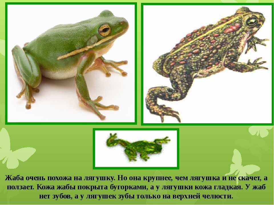 Жаба и лягушка: чем похожи и как различаются, сравнение
