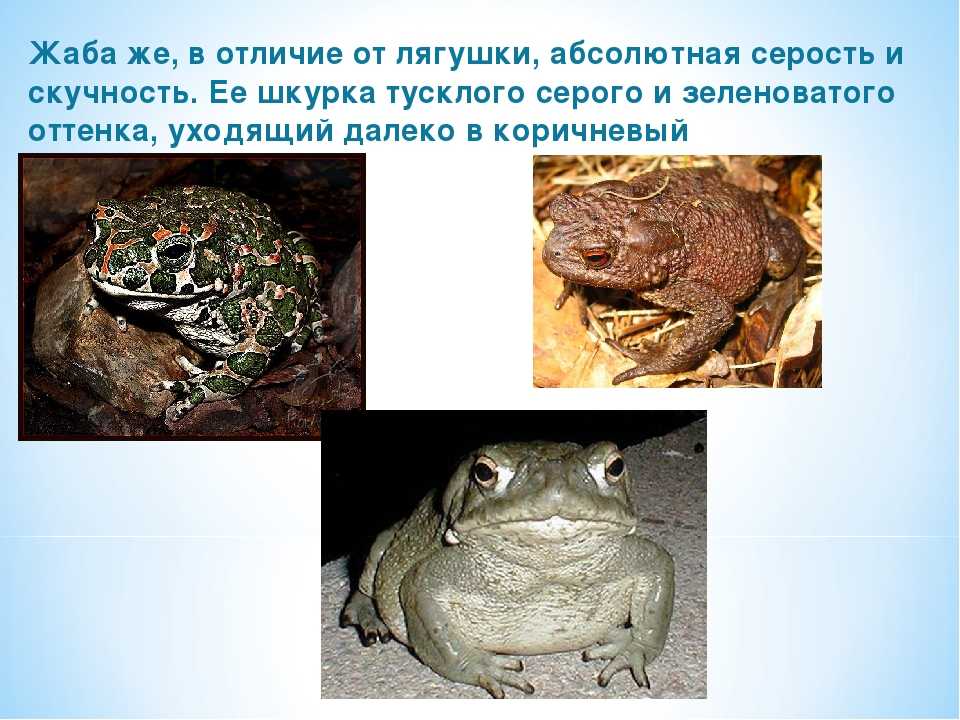 Особенности представителей класса земноводных и чем отличается лягушка от жабы