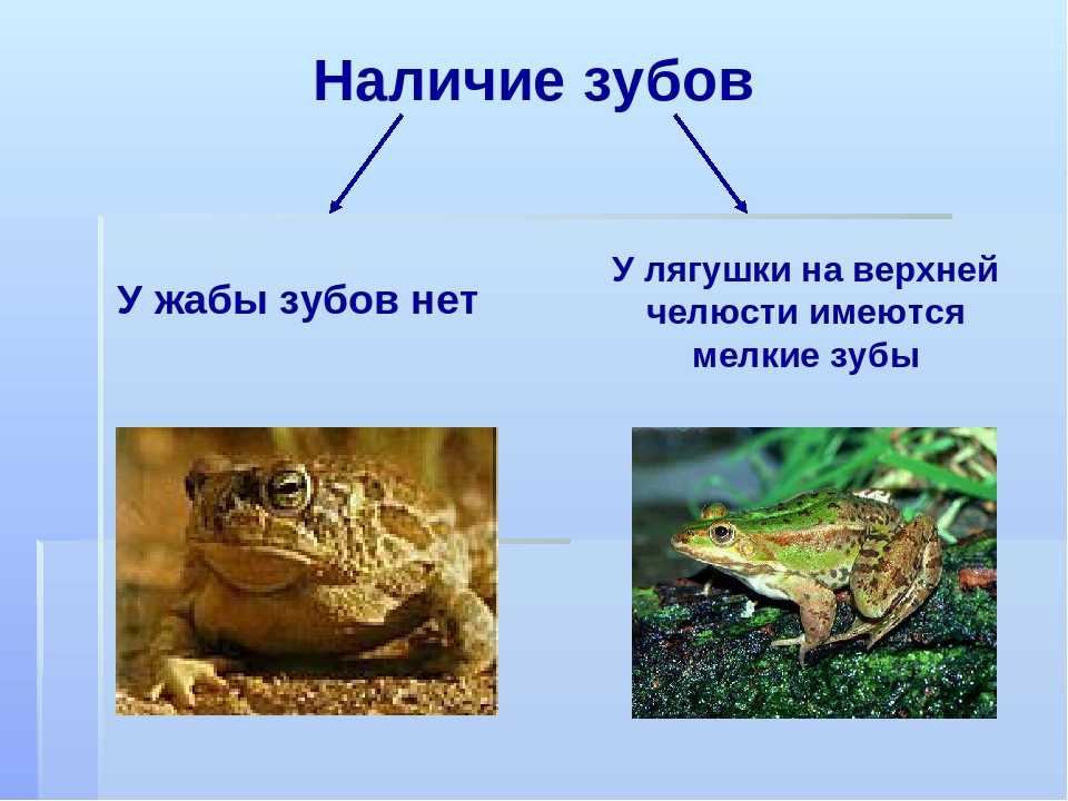 Как отличить лягушку от жабы?