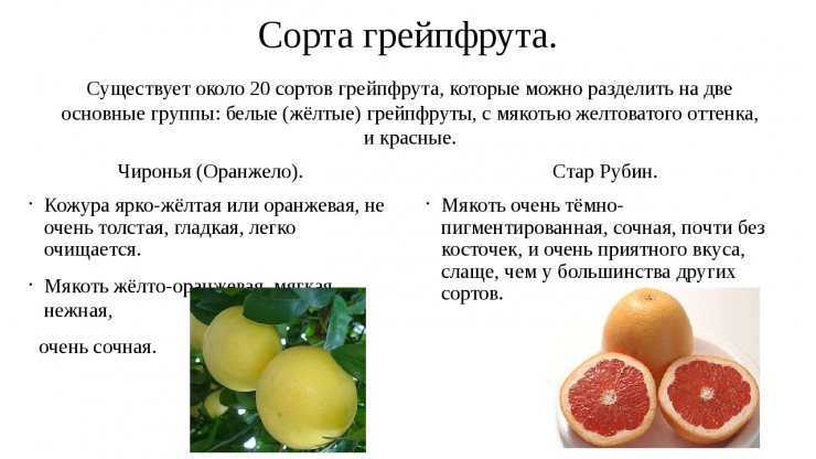 Грейпфрут: почему запивать препараты соком опасно и химический состав фрукта, действие на организм и правила употребления
