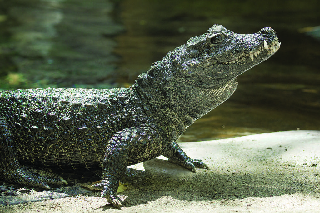 Крокодил и аллигатор — чем же они отличаются?