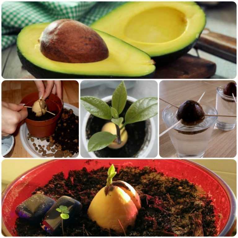 Вырашивание авокадо из косточки дома: подробные инструкции и рекомендации