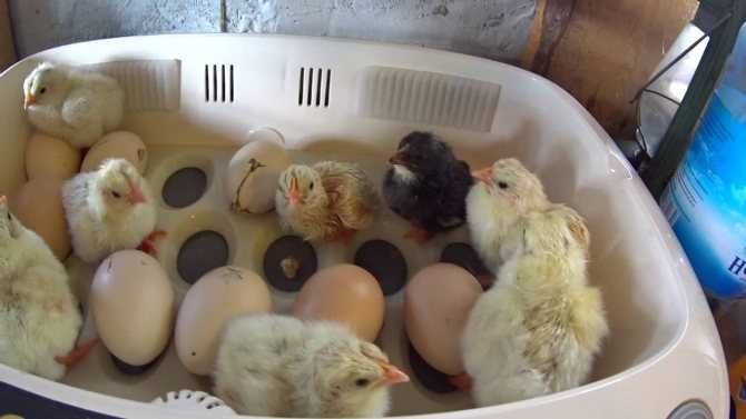 Вывод цыплят в инкубаторе в домашних условиях