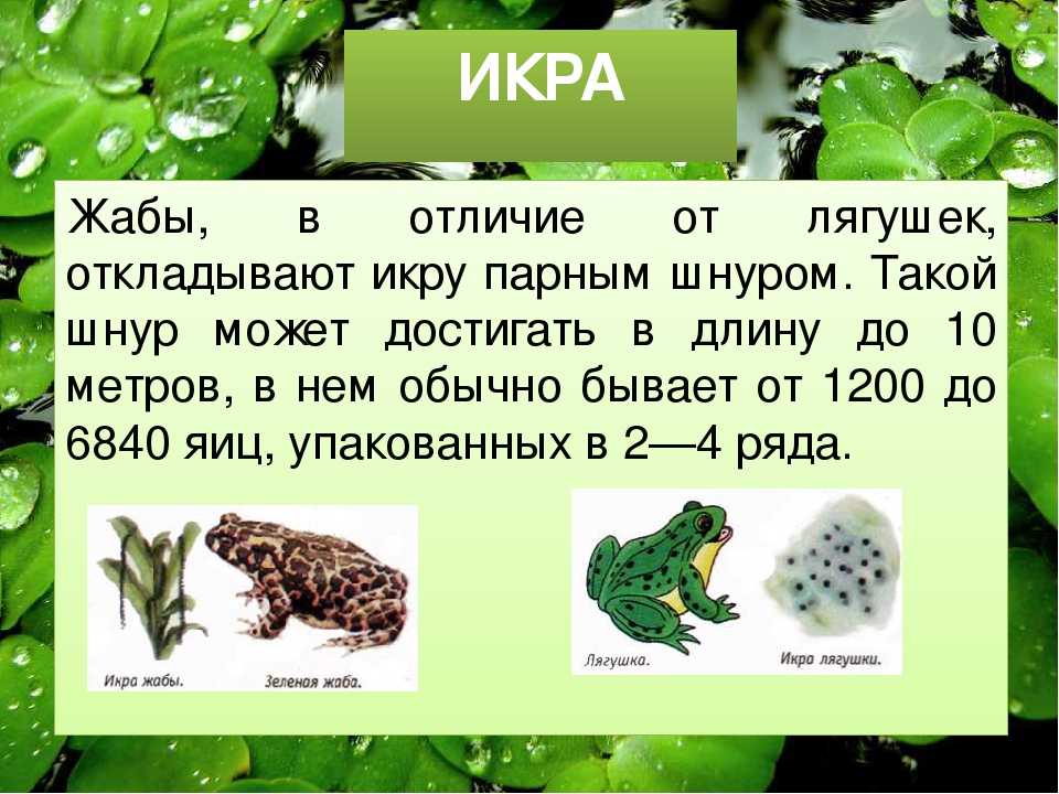 Как отличить лягушку от жабы? - otomkak.com