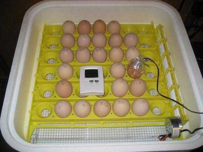 Вывод цыплят и в инкубаторе в домашних условиях и уход за ними