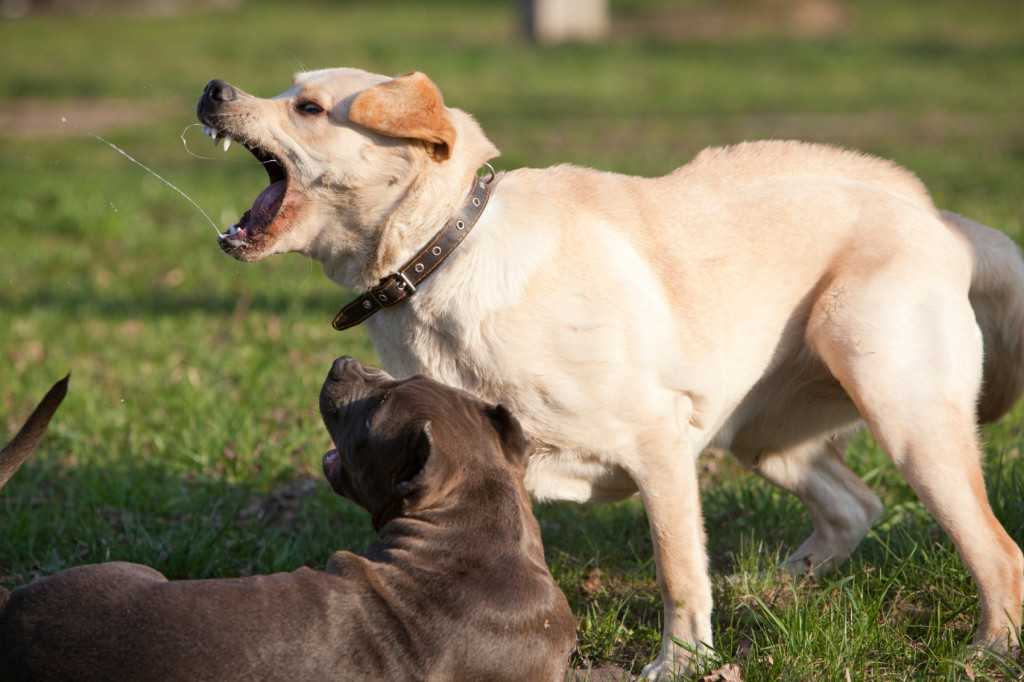 10 способов, как отучить взрослую собаку или щенка кусаться