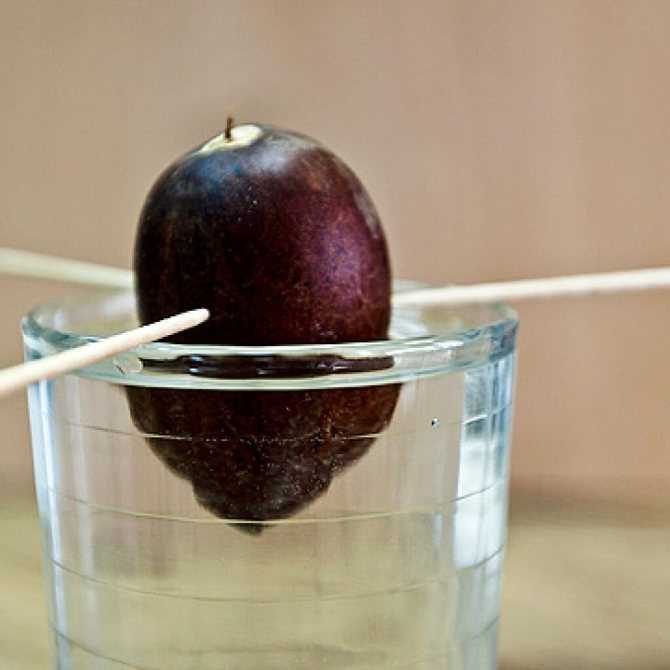 Вырашивание авокадо из косточки дома: подробные инструкции и рекомендации