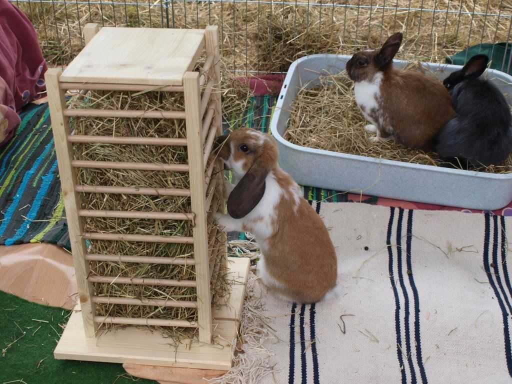 Игрушки для кроликов: 5 игрушек своими руками для кроликов, 5 магазинных игрушек