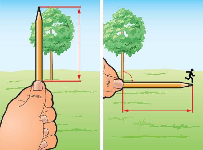 Способ определения высоты дерева и предмета по тени, шесту, луже
