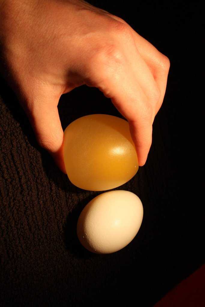 Как сделать прыгающее яйцо (с иллюстрациями) - wikihow