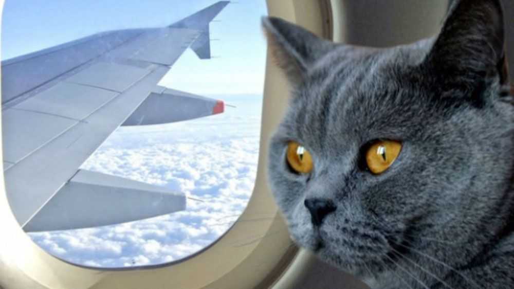 Путешествие с кошкой в самолете » муркотики