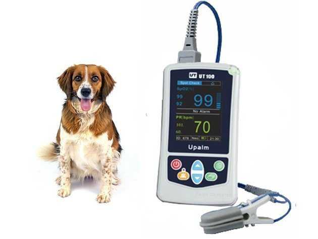 Как измерить пульс собаки: 9 шагов (с иллюстрациями)