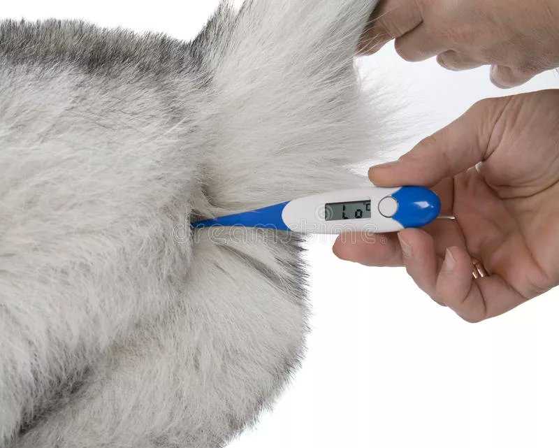 Как правильно измерить температуру у собаки - общие правила и рекомендации