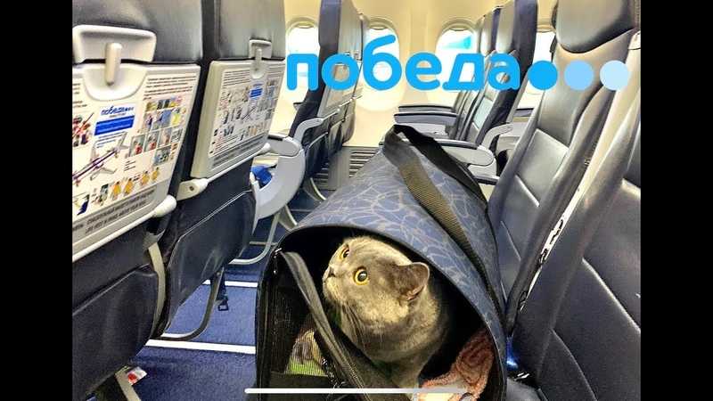 ᐉ как вывезти кошку за границу? - ➡ motildazoo.ru