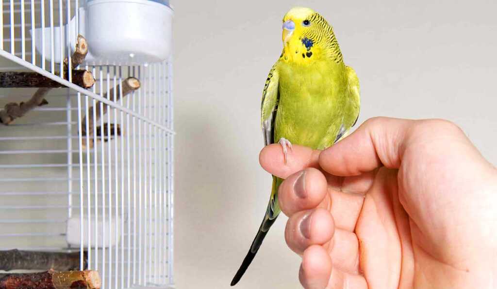 Игрушки для волнистых попугаев: купить или сделать своими руками, фото разновидностей, когда нужно зеркало, куда установить игровой комплекс