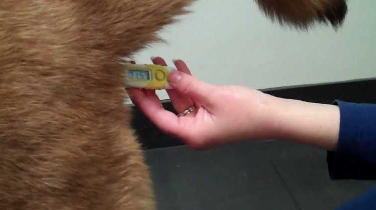 Как измерить температуру тела собаки (с иллюстрациями)