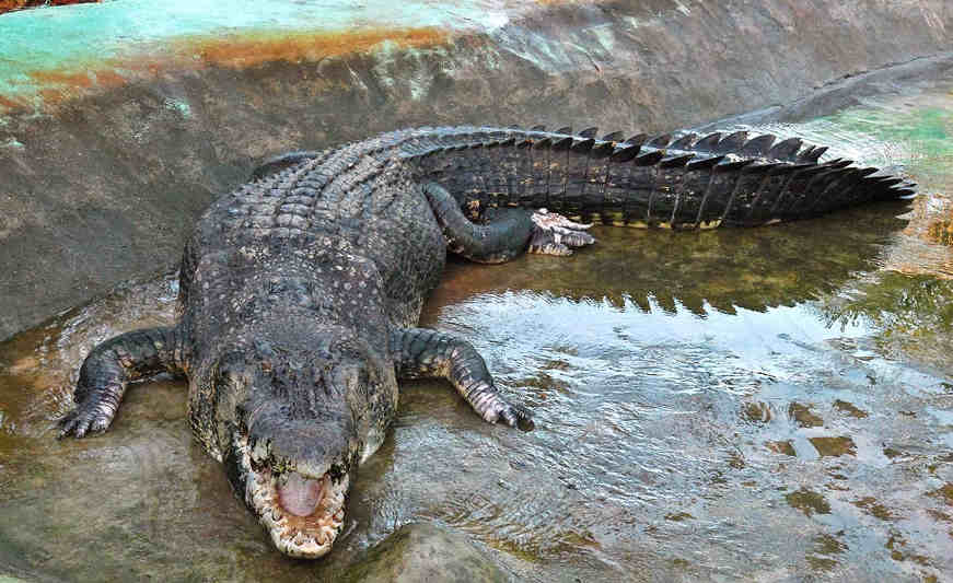 Аллигатор или крокодил? аллигаторы почти никогда не убивают людей