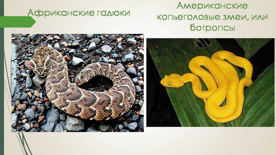 Змеи: особенности и виды змей