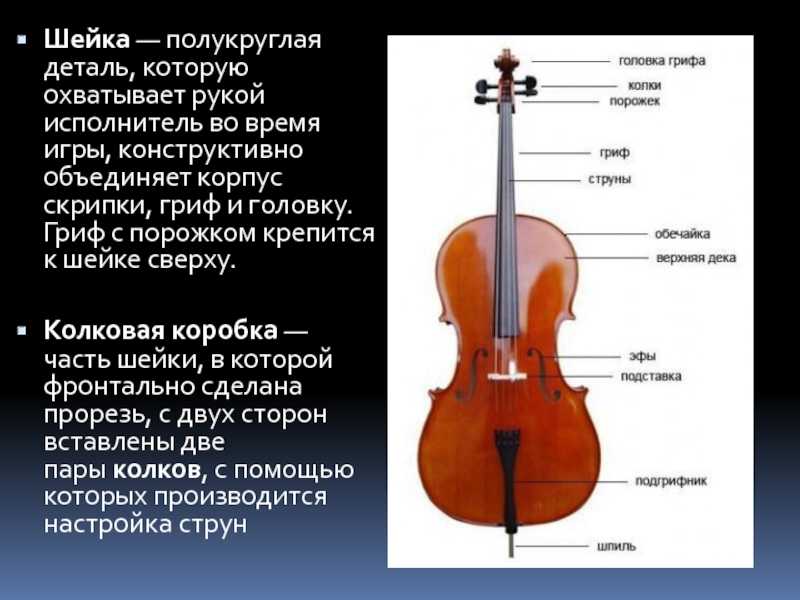 Страна скрипки. Строение скрипки. Название частей скрипки. Конструкция виолончели. Детали виолончели.