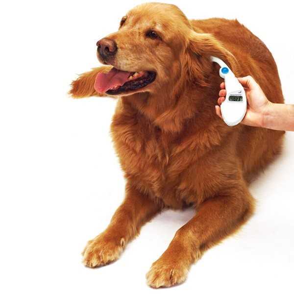 Как проверить температуру у собаки без термометра | домашние животные