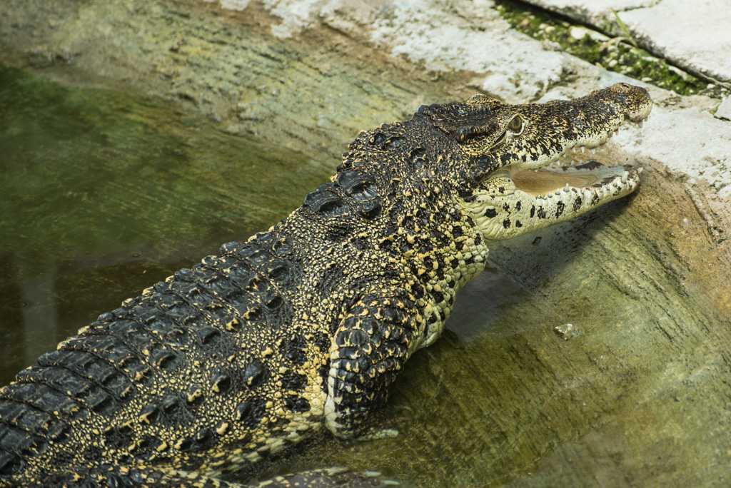 Крокодил и аллигатор – отличия и сходства