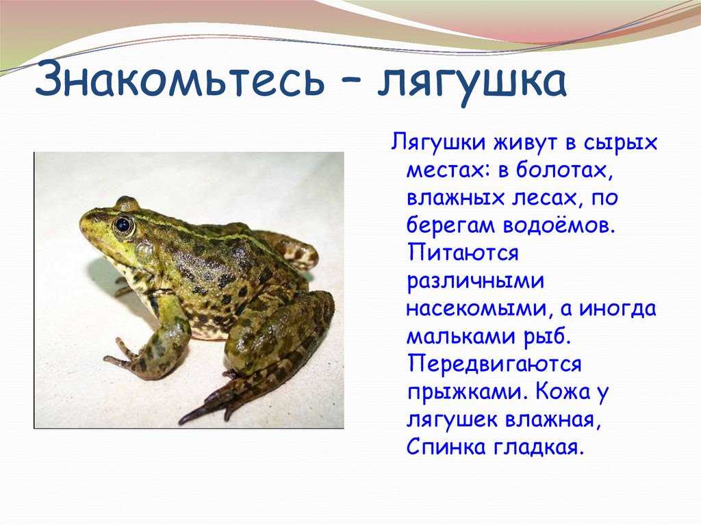 Чем жаба отличается от лягушки: основные отличия и характеристики