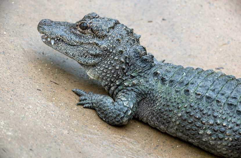 Крокодил и аллигатор — чем же они отличаются? | в чем разница
