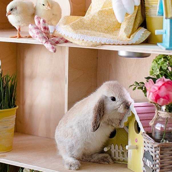 Игрушки для домашних кроликов: как выбрать в магазине и сделать самостоятельно в 2021 году