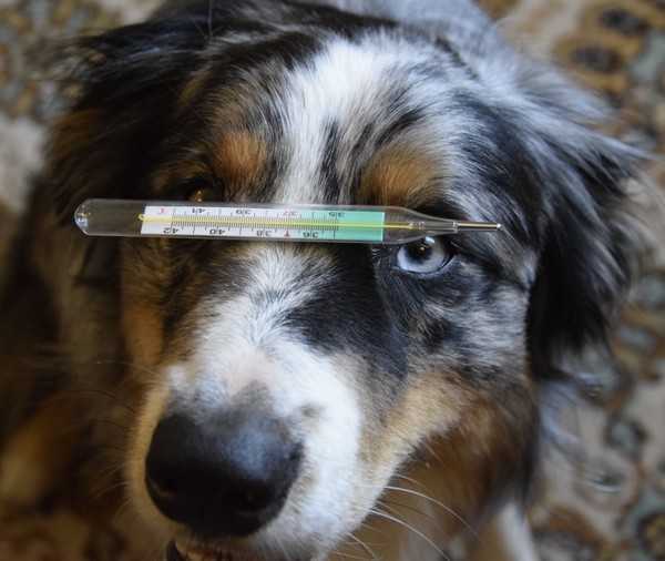 Можно ли измерить температуру собаке инфракрасным градусником. норма и ее варианты