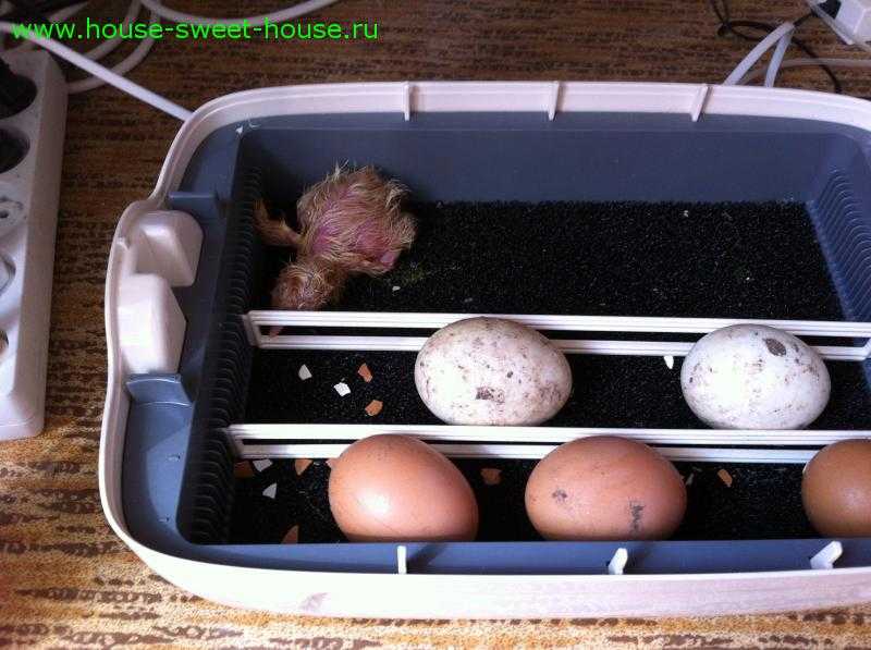 Инкубация куриных яиц в домашних условиях: советы, как сделать устройство самостоятельно, правила поддержания температуры и режимов selo.guru — интернет портал о сельском хозяйстве