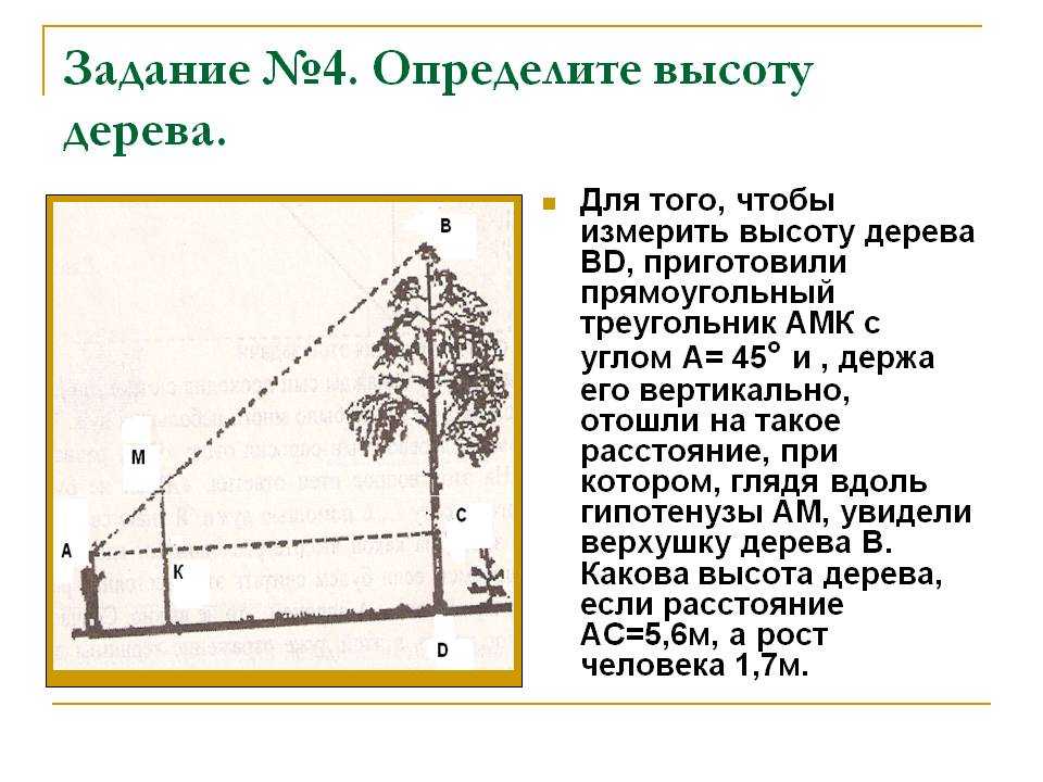 Как измерить высоту дерева - wikihow