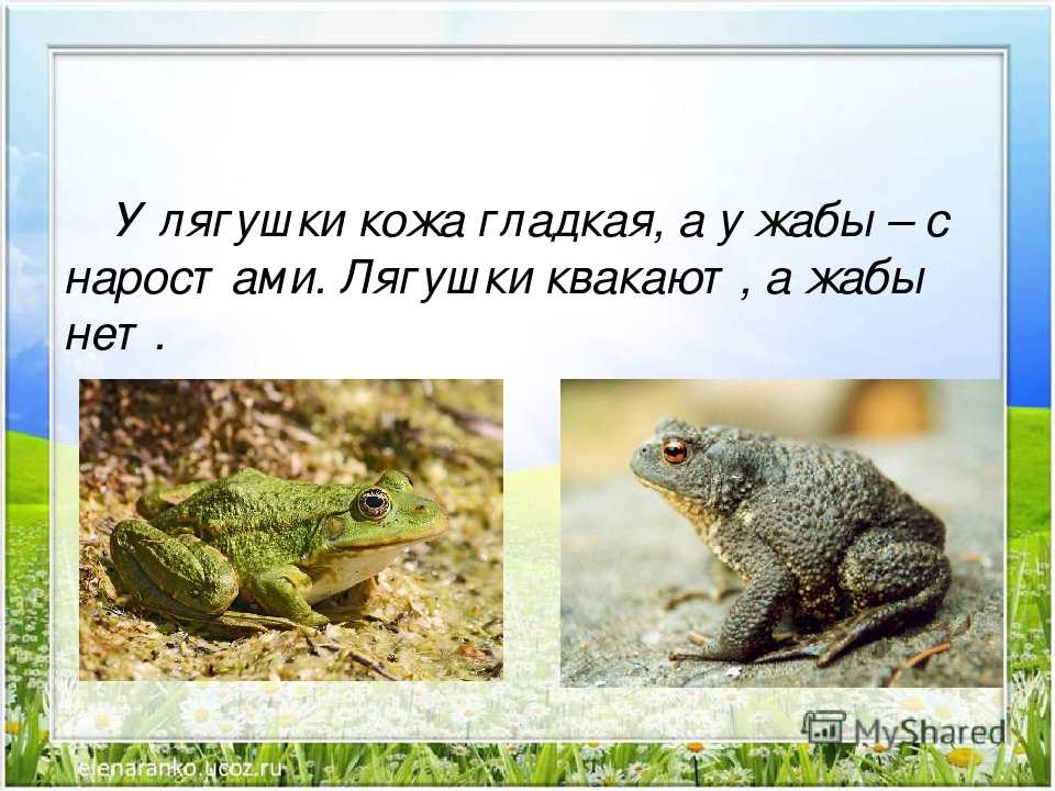 О жабах в жизни садоводов — с любовью. как и зачем привлекать в сад? фото — ботаничка.ru